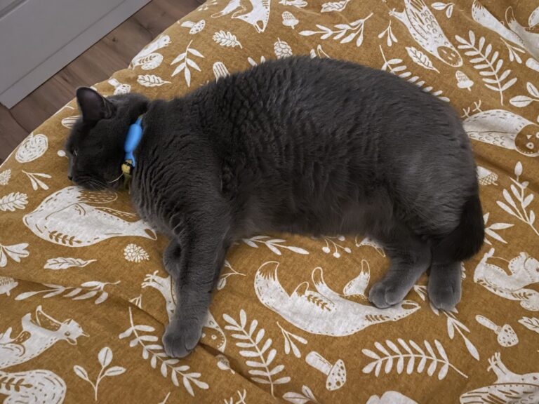 Milo the cat